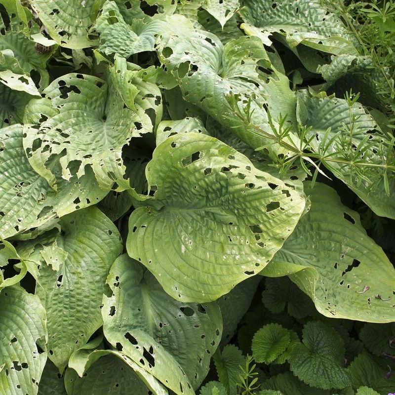 Irregular Holes Can Also Come From Insects Irregular Holes Can Also Come From Insects