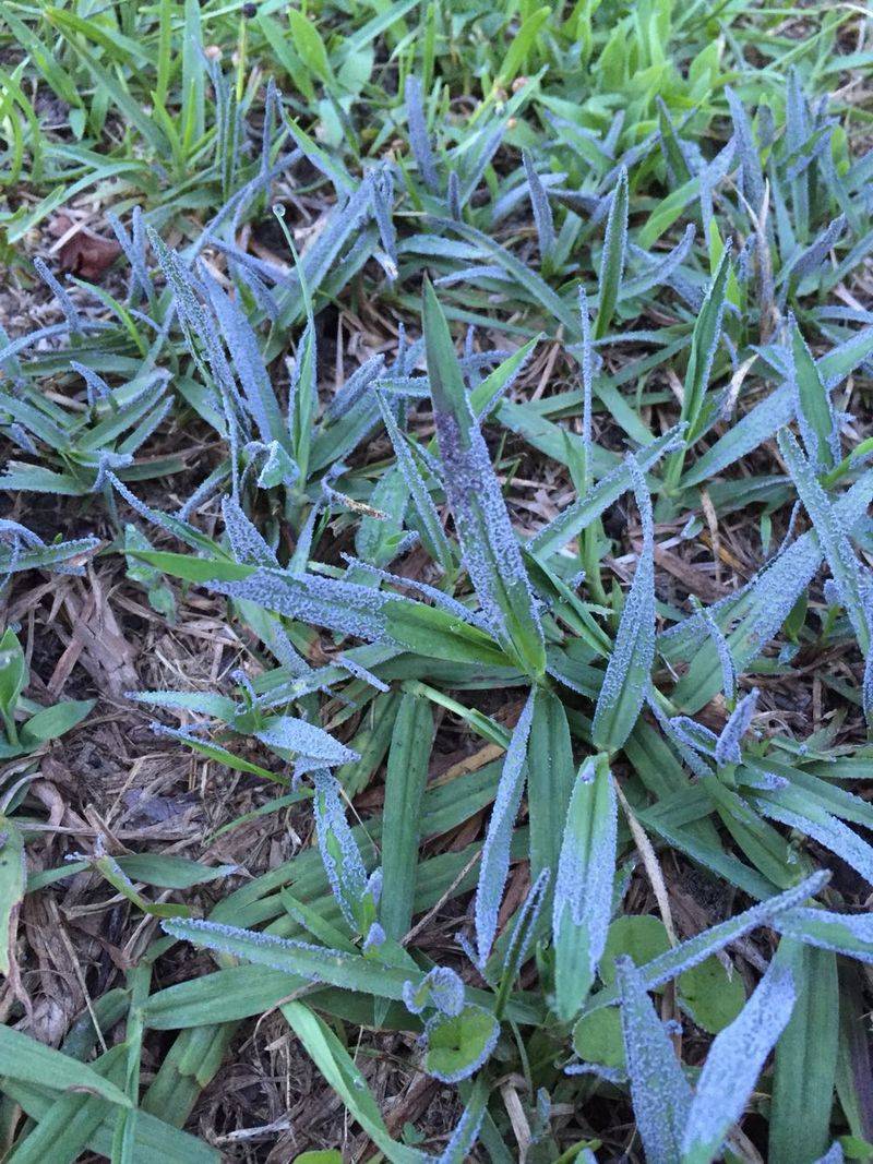 Irrigate Deeply Then Wait