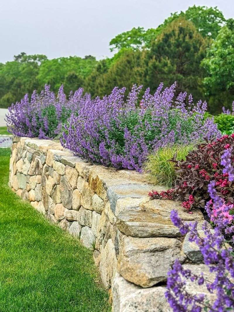 Irrigated Border Plants Stay Tender During August