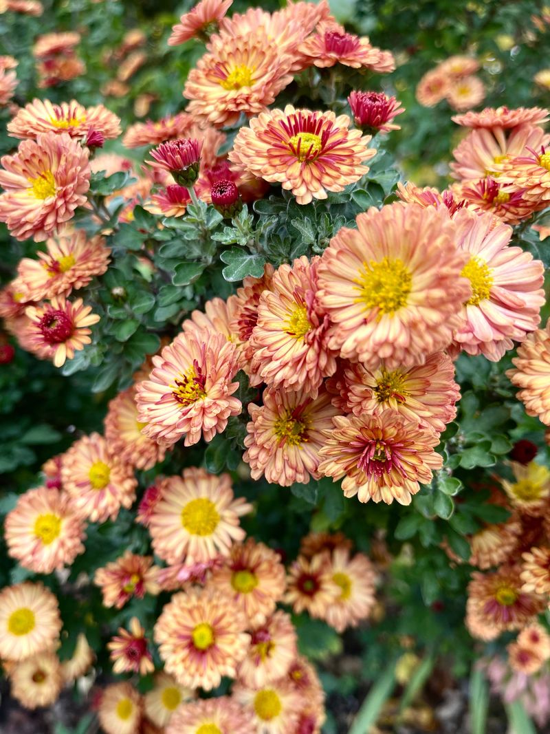 Is It Too Late To Pinch Mums After July Is It Too Late To Pinch Mums After July