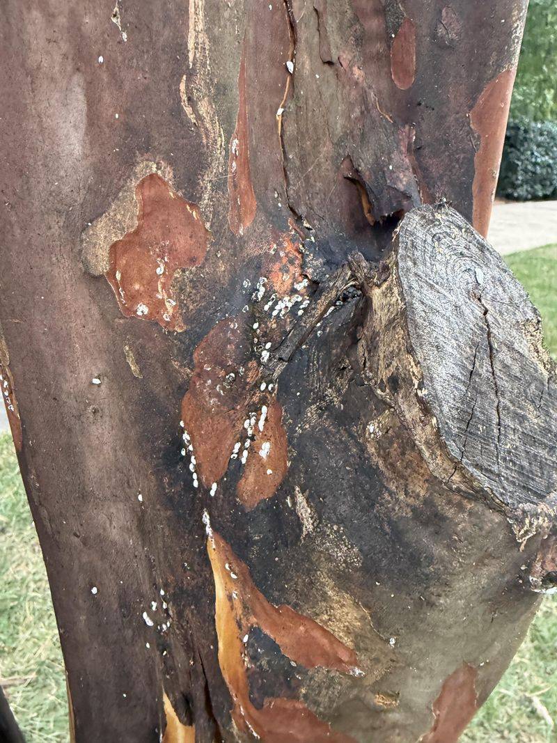 Is The Sap Harmful To The Tree Or Just A Nuisance Is The Sap Harmful To The Tree Or Just A Nuisance