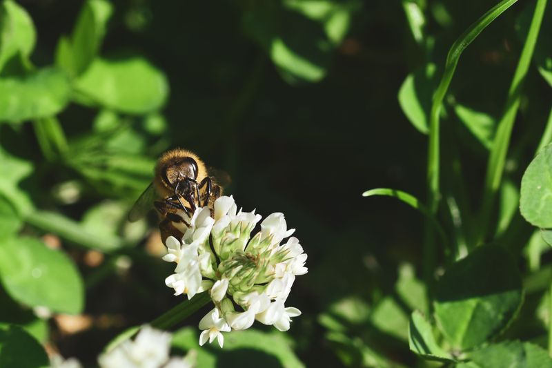 Is White Clover A Weed Or A Welcome Guest