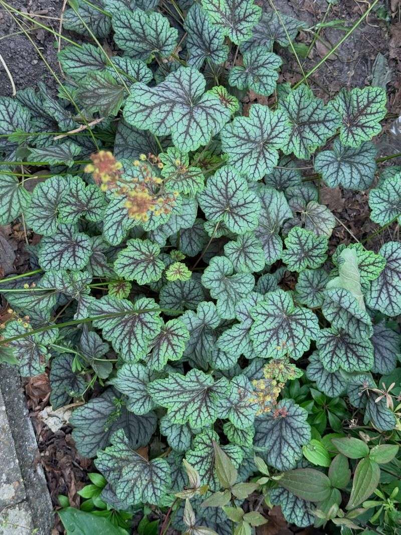 Island Alum Root Brightens Shady Borders Island Alum Root Brightens Shady Borders