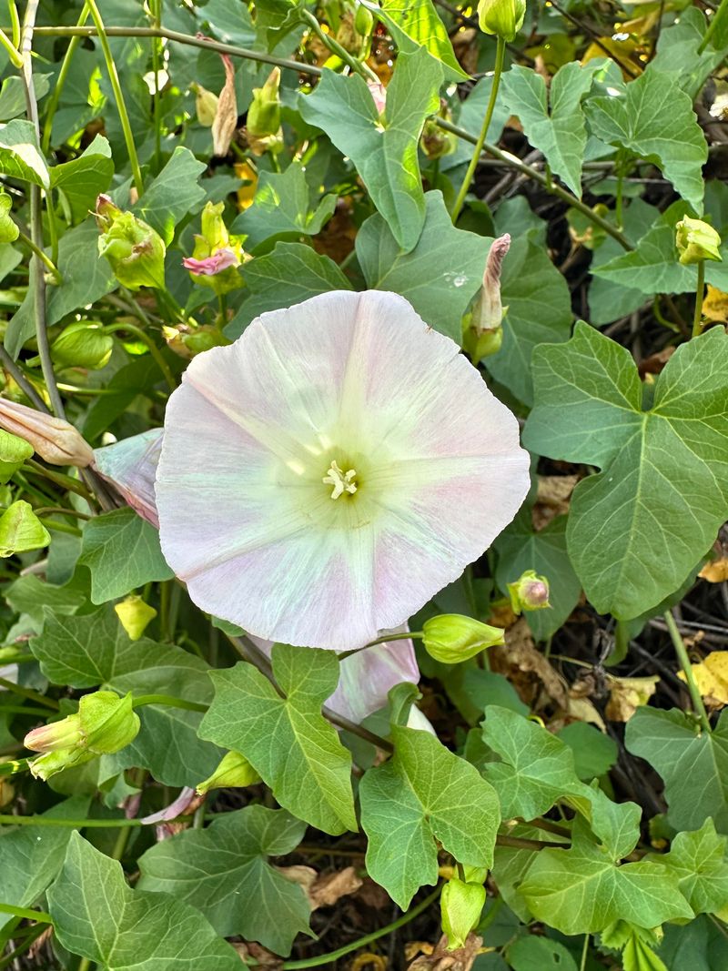 Island Morning Glory Needs Careful Containment Island Morning Glory Needs Careful Containment