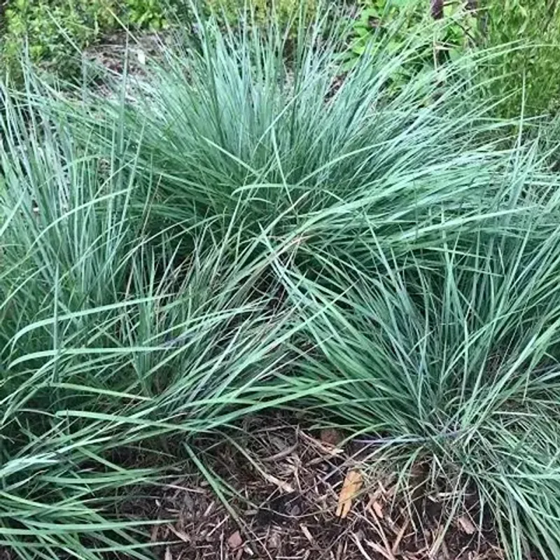 It Adds Beauty While Supporting A Cleaner Yard Plan It Adds Beauty While Supporting A Cleaner Yard Plan