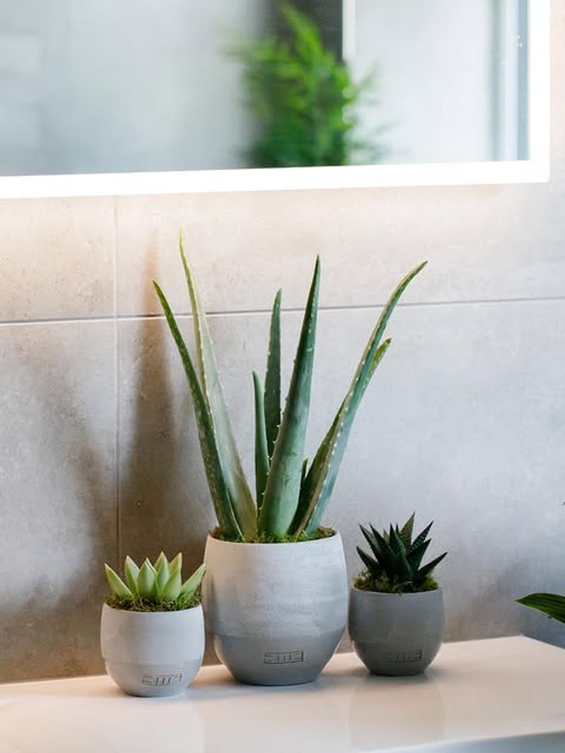 It Adds Greenery Without Needing Constant Care It Adds Greenery Without Needing Constant Care