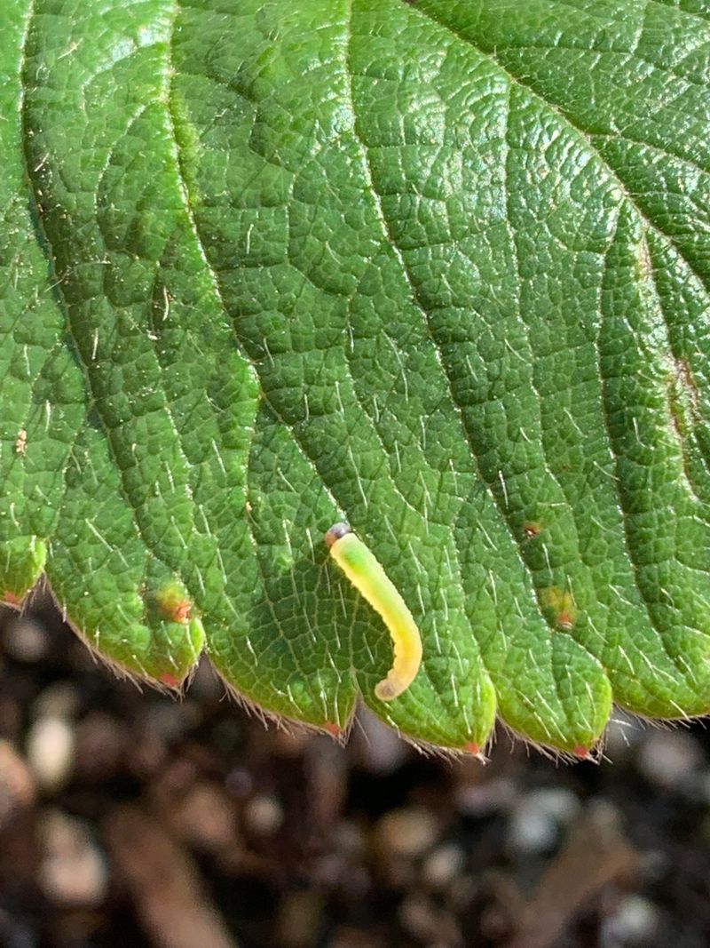 It Also Helps Keep Common Strawberry Pests Away It Also Helps Keep Common Strawberry Pests Away
