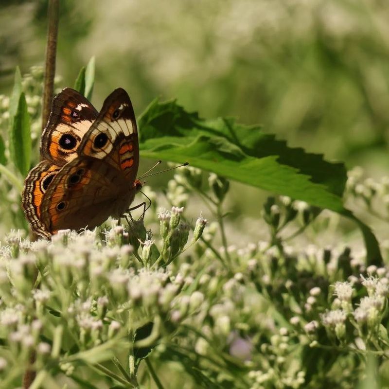 It Attracts Beneficial Insects Near Tomatoes It Attracts Beneficial Insects Near Tomatoes