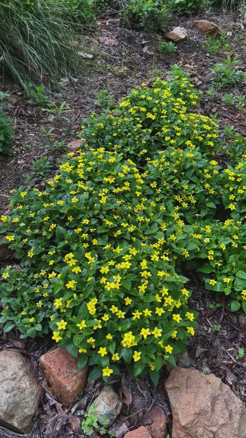 It Attracts Pollinators While Softening The Walkway Edge
