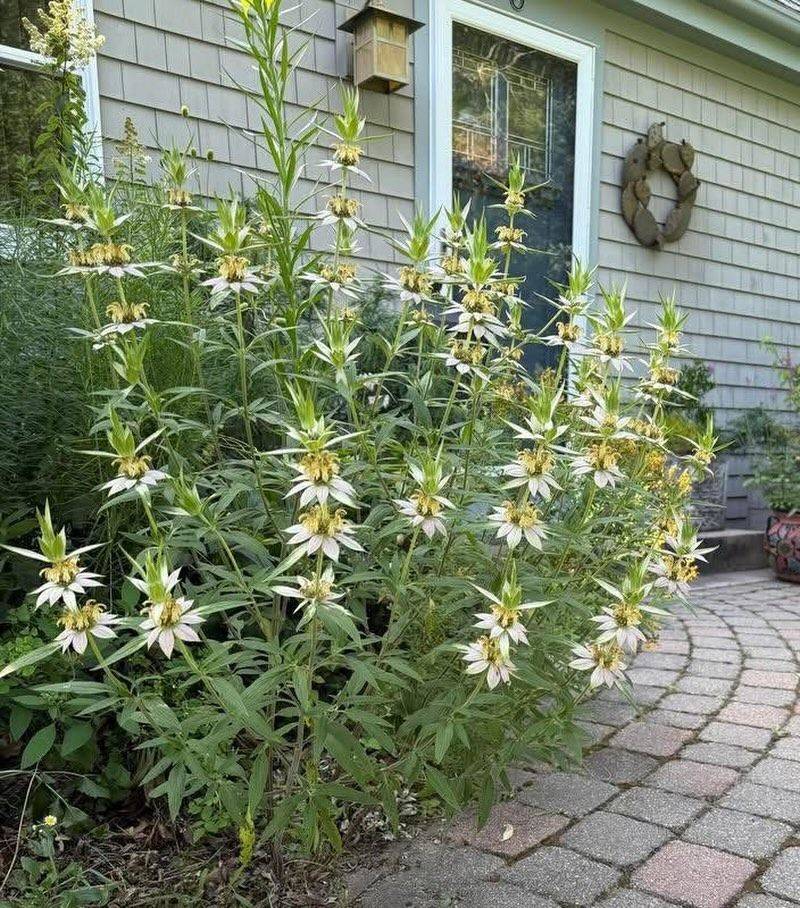 It Belongs In Sunny Native Gardens
