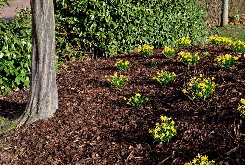 It Blocks Weeds That Steal Water It Blocks Weeds That Steal Water