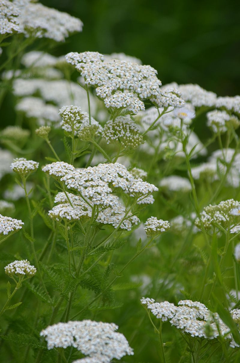 It Blooms For Weeks It Blooms For Weeks