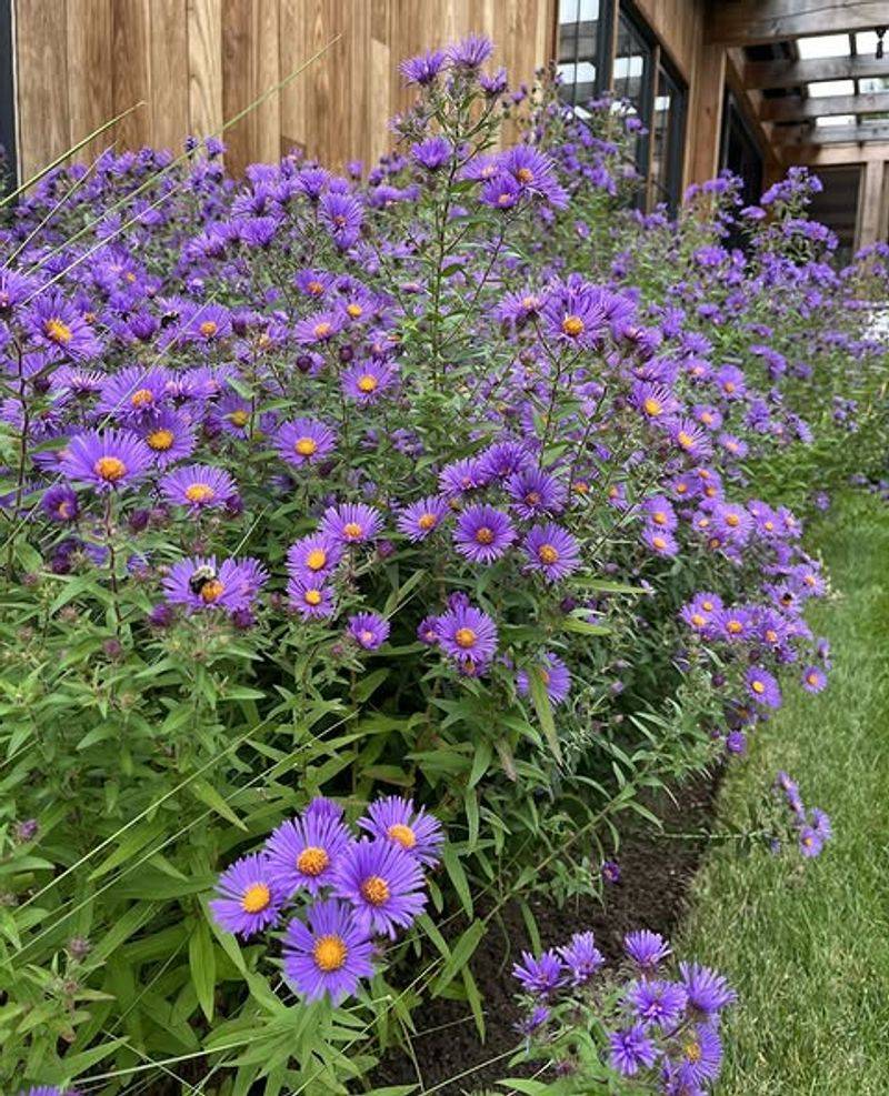 It Brings Color When Many Beds Look Tired It Brings Color When Many Beds Look Tired