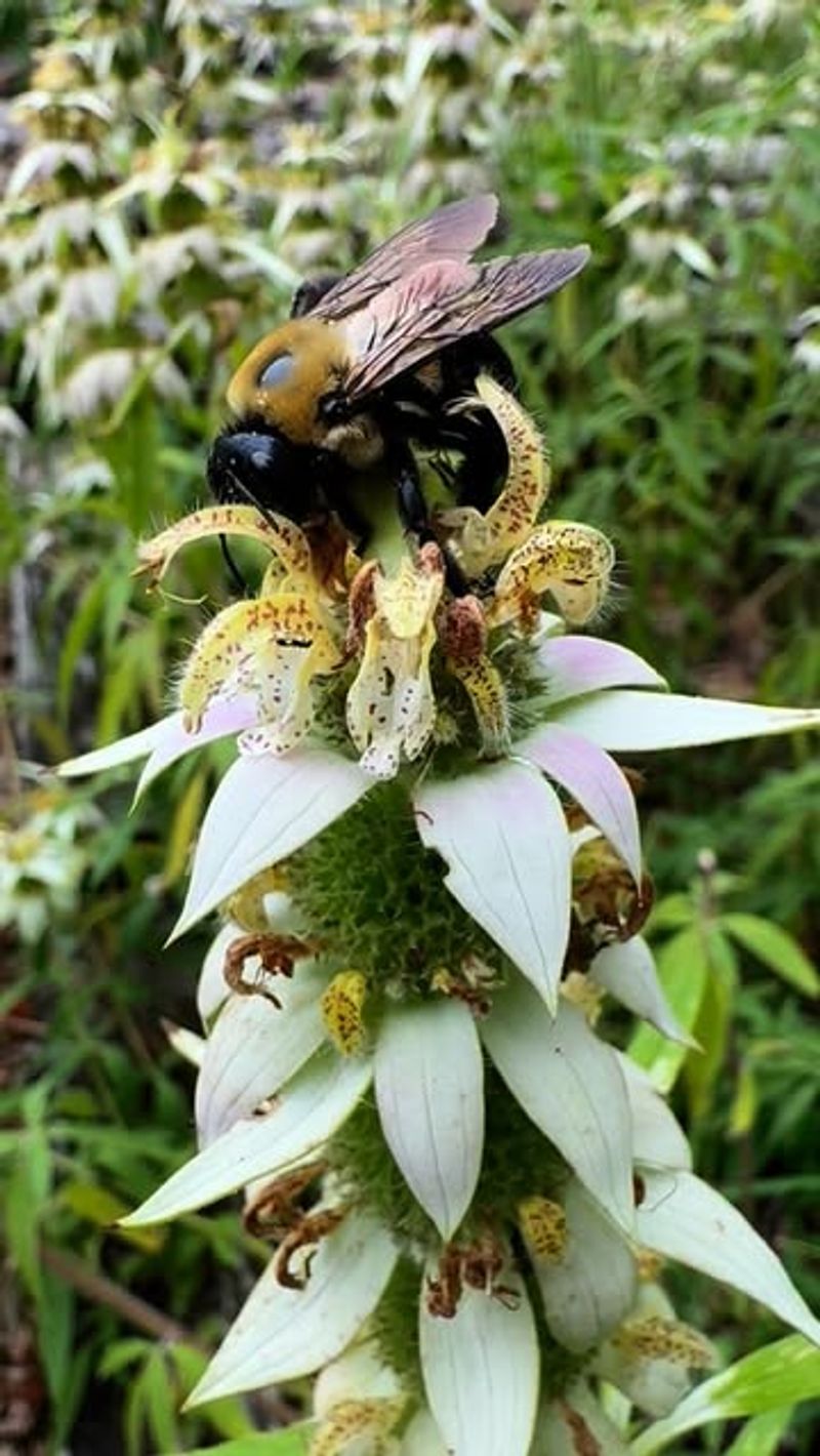 It Brings Pollinators Back To The Bed