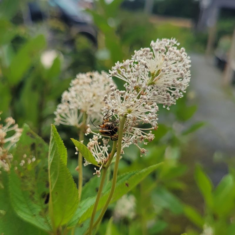 It Brings Pollinators Into The Shrub Border It Brings Pollinators Into The Shrub Border