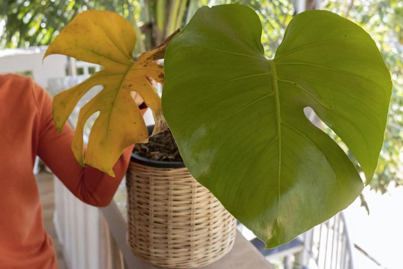 It Can Also Mean The Plant Is Getting Too Much Water It Can Also Mean The Plant Is Getting Too Much Water
