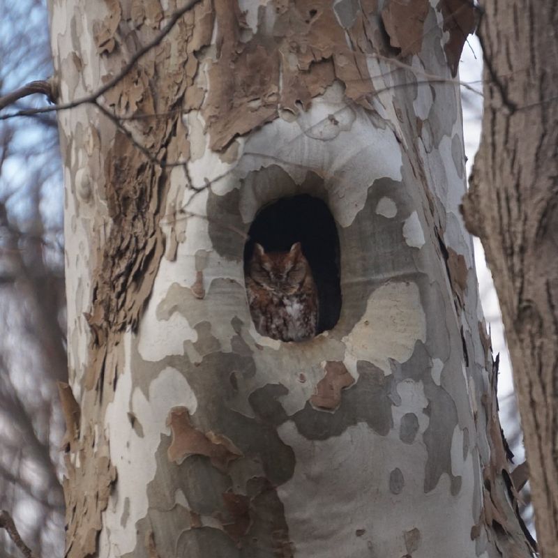 It Can Be A Sign Of A Healthier Backyard Ecosystem It Can Be A Sign Of A Healthier Backyard Ecosystem