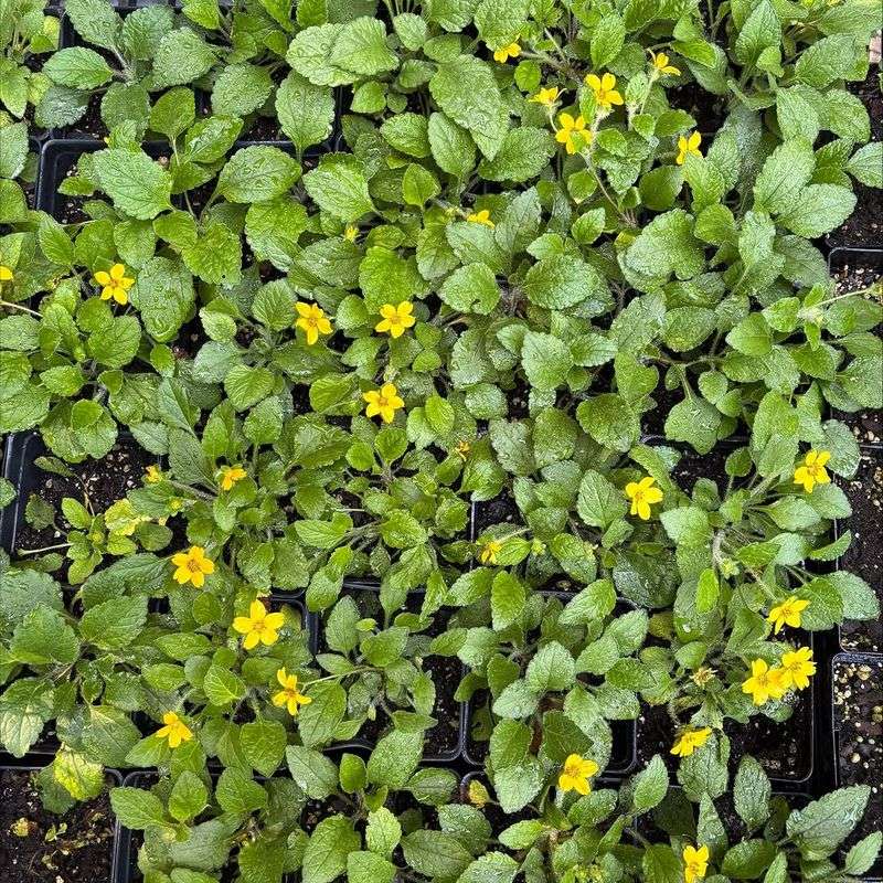 It Can Fill Space Better Than Seasonal Bedding Plants It Can Fill Space Better Than Seasonal Bedding Plants