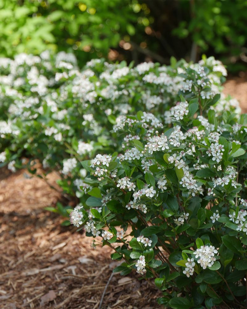 It Can Form A Natural-Looking Shrub Mass It Can Form A Natural-Looking Shrub Mass