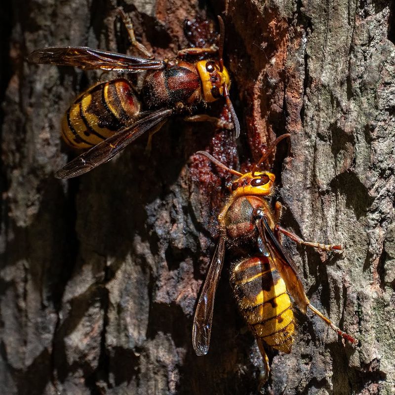 It Can Mean They Are Stripping Bark Or Twigs It Can Mean They Are Stripping Bark Or Twigs