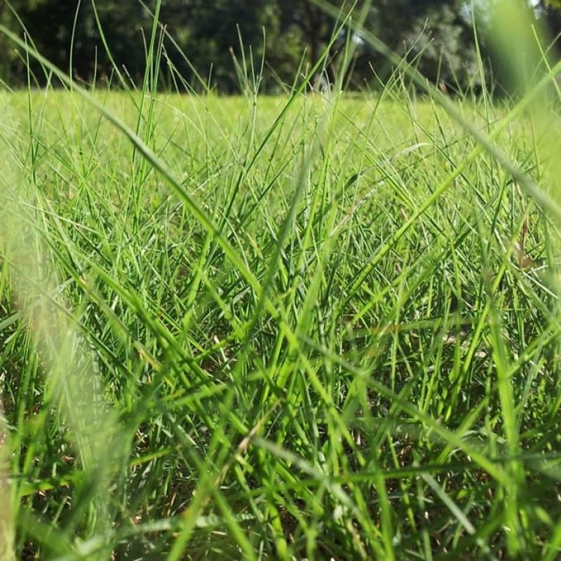 It Can Reduce Fertilizer Needs