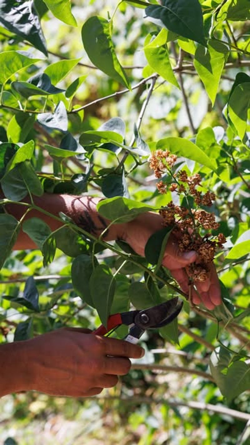 It Can Remove Next Spring's Flower Buds