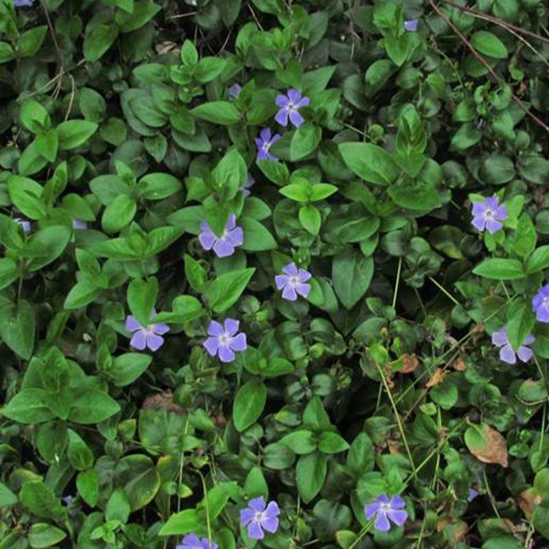 It Can Smother Native Understory Plants It Can Smother Native Understory Plants