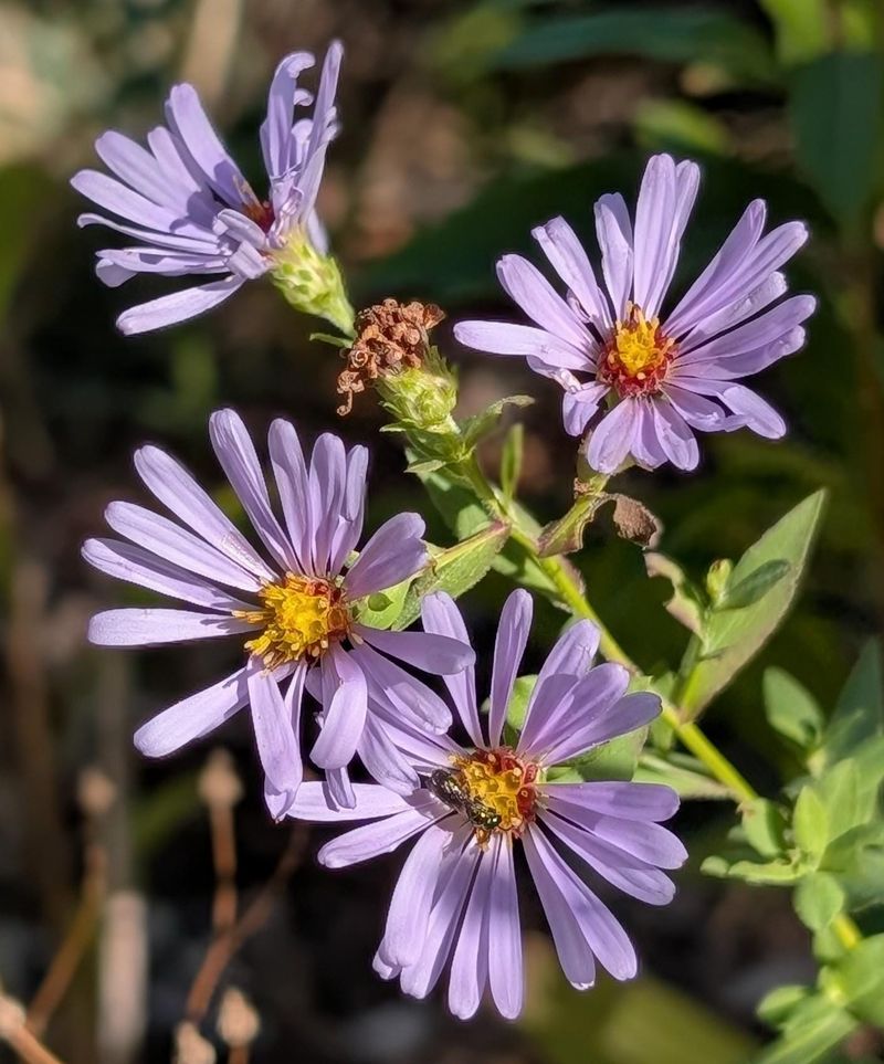It Comes Back Stronger Than Annuals It Comes Back Stronger Than Annuals