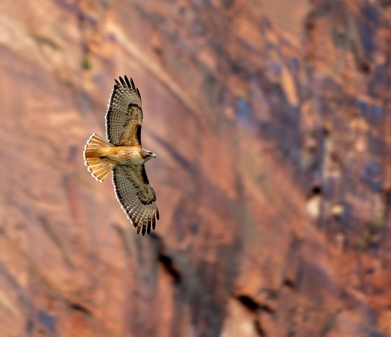 It Could Be Fall Migration, Not A Local Resident It Could Be Fall Migration, Not A Local Resident