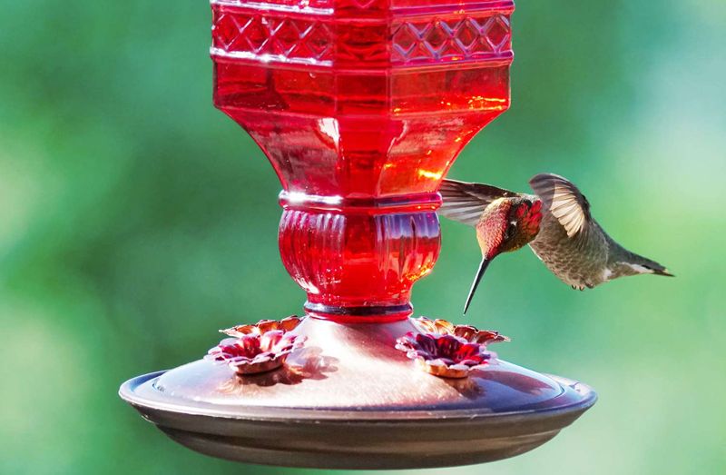 It Could Be Guarding A Feeder From Other Hummingbirds