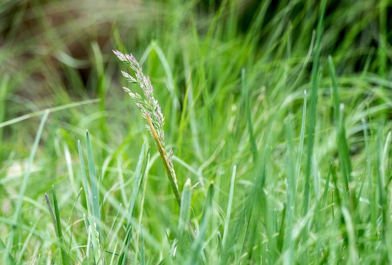 It Creates A More Native-Looking Texas Lawn