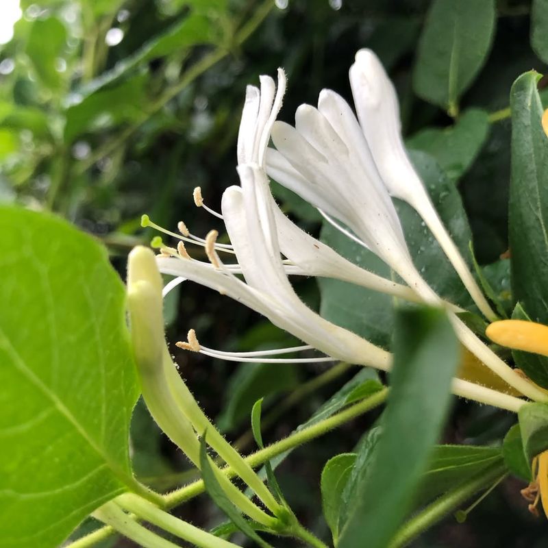 It Creates More Maintenance Than Gardeners Expect