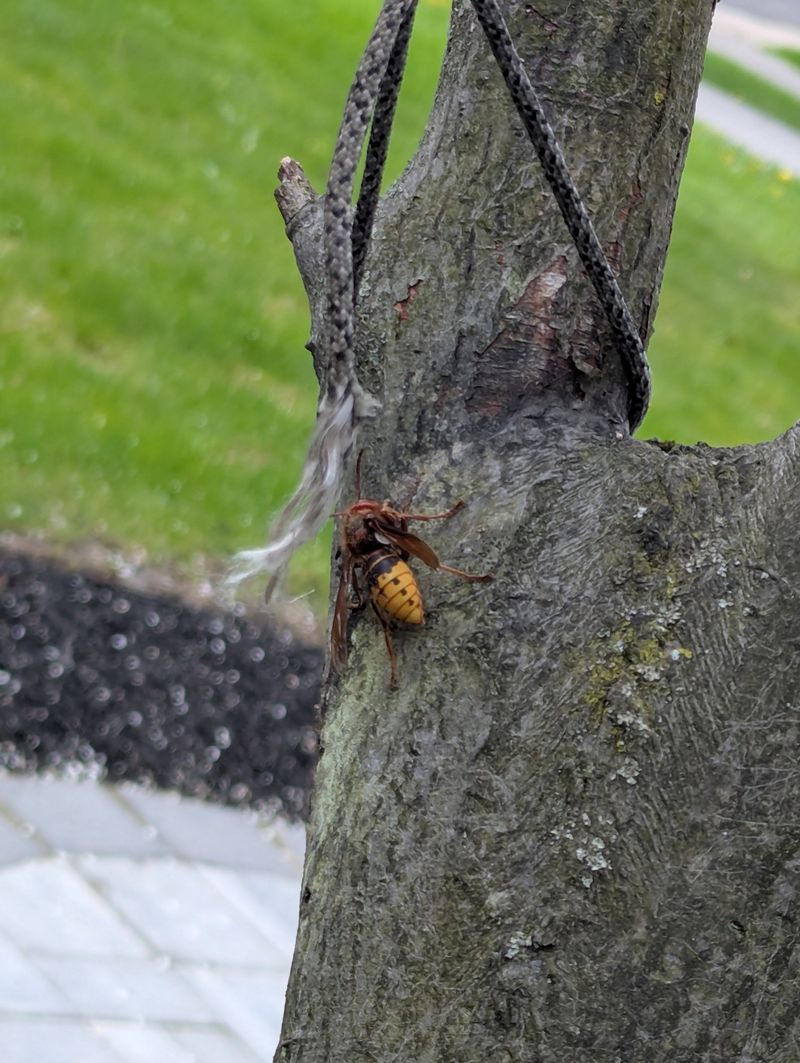 It Does Not Always Mean The Tree Is Sick It Does Not Always Mean The Tree Is Sick