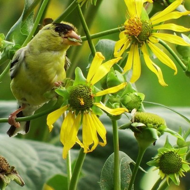 It Feeds Birds Best When The Garden Looks A Little Wild