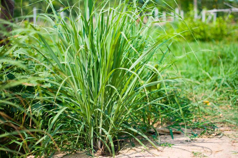 It Fills The Gap Where Fussy Ornamentals Fail It Fills The Gap Where Fussy Ornamentals Fail