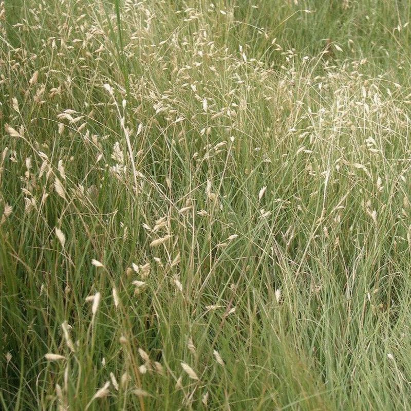 It Fits Low-Maintenance Landscaping Trends