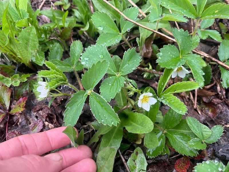 It Fits Naturally Into Michigan Native Garden Borders
