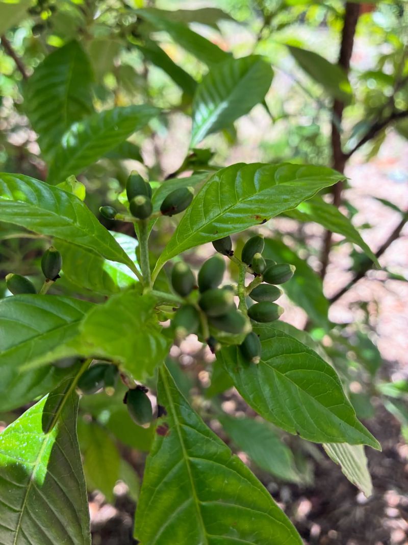 It Fits Where Schefflera Often Gets Too Big
