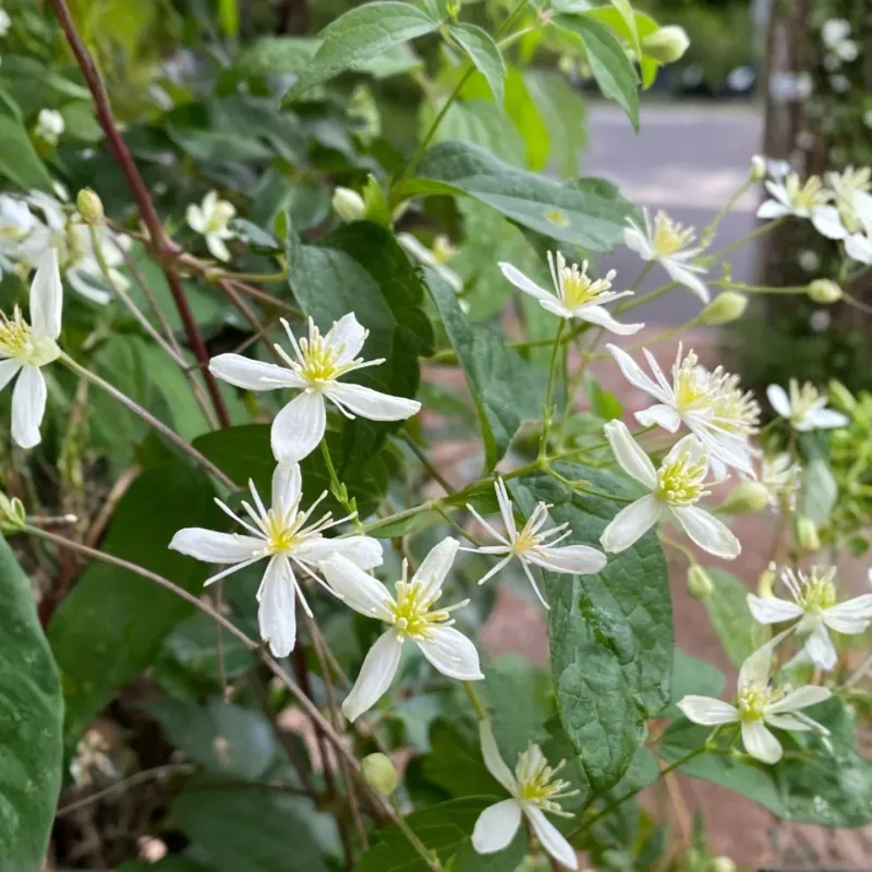 It Flowers During The Hottest Part Of Summer It Flowers During The Hottest Part Of Summer