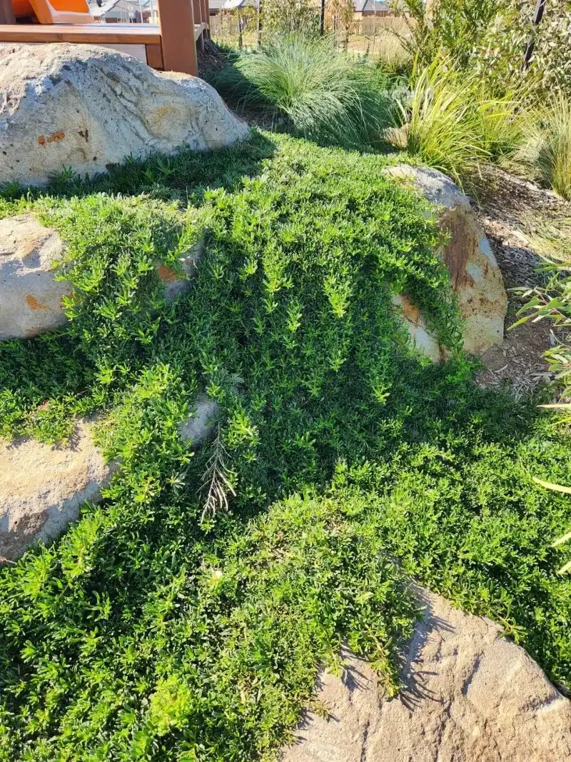 It Forms A Dense Living Carpet It Forms A Dense Living Carpet