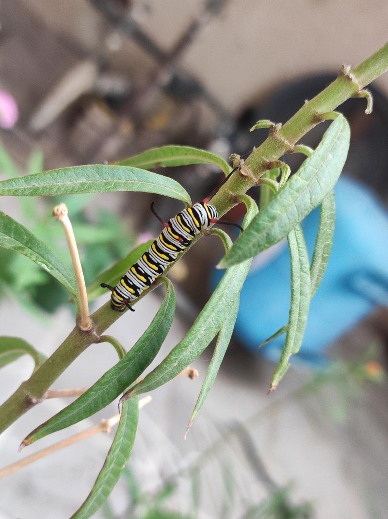 It Gives Caterpillars A Place To Feed And Grow