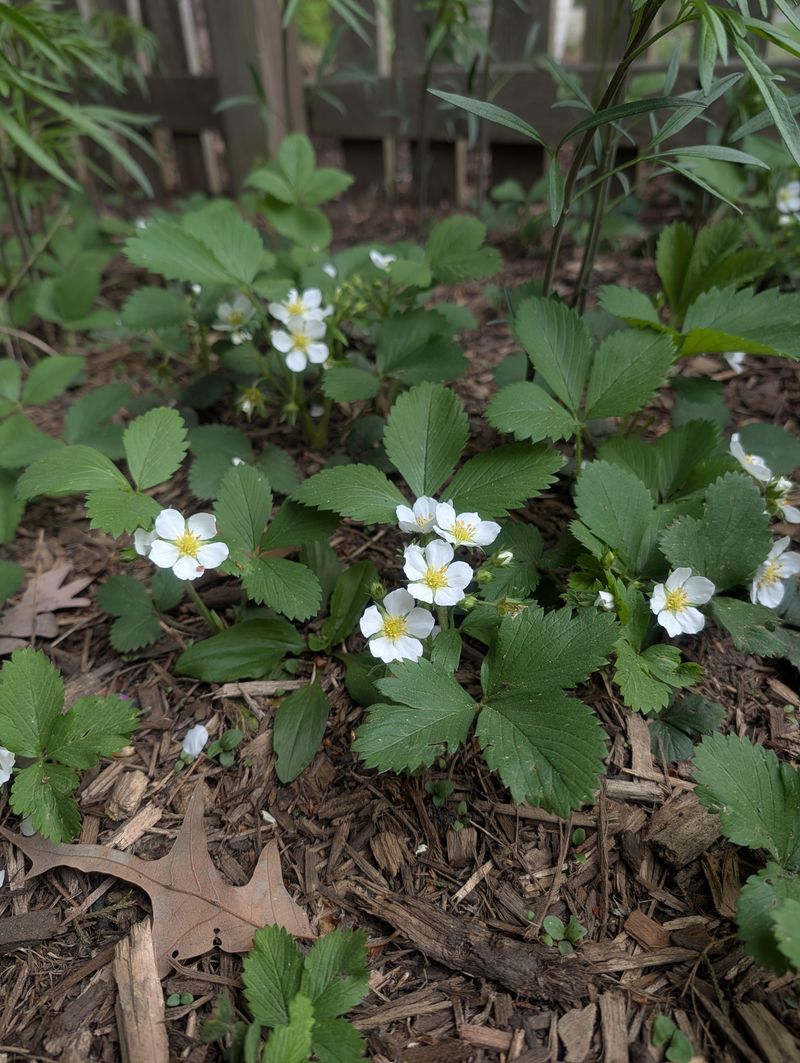 It Gives More Than Just A Spring Flower Show