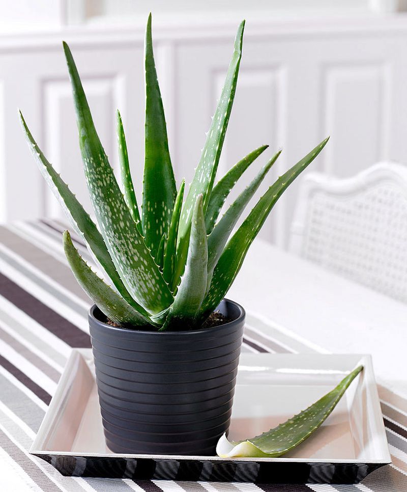 It Handles Dry Indoor Air Better Than Many Houseplants It Handles Dry Indoor Air Better Than Many Houseplants