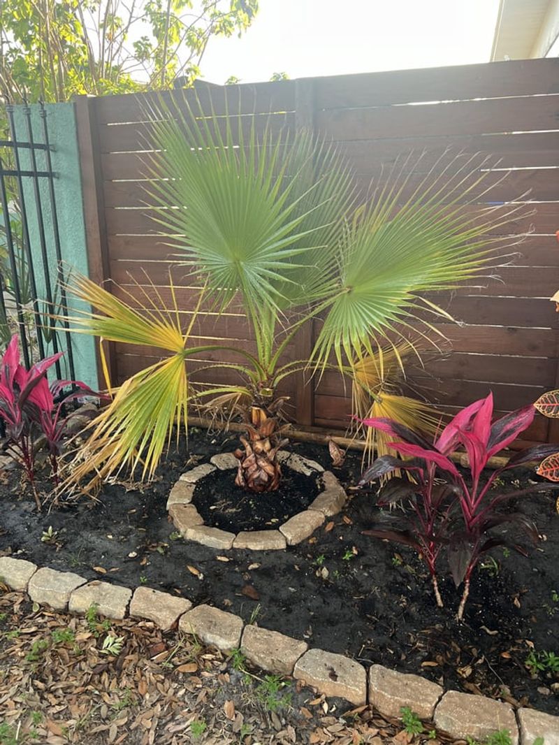 It Handles Heat Better Than Queen Palm It Handles Heat Better Than Queen Palm