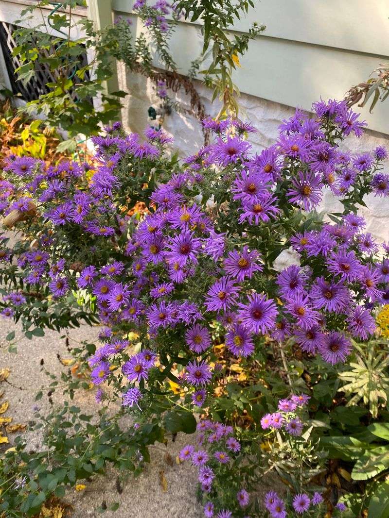It Handles Part Shade Better Than Many Annuals It Handles Part Shade Better Than Many Annuals
