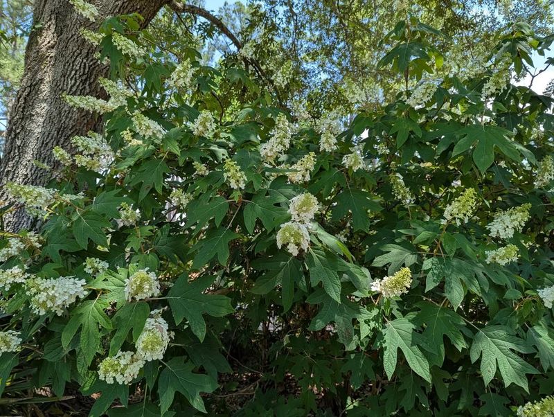 It Handles Part Shade Better Than Many Showy Shrubs It Handles Part Shade Better Than Many Showy Shrubs
