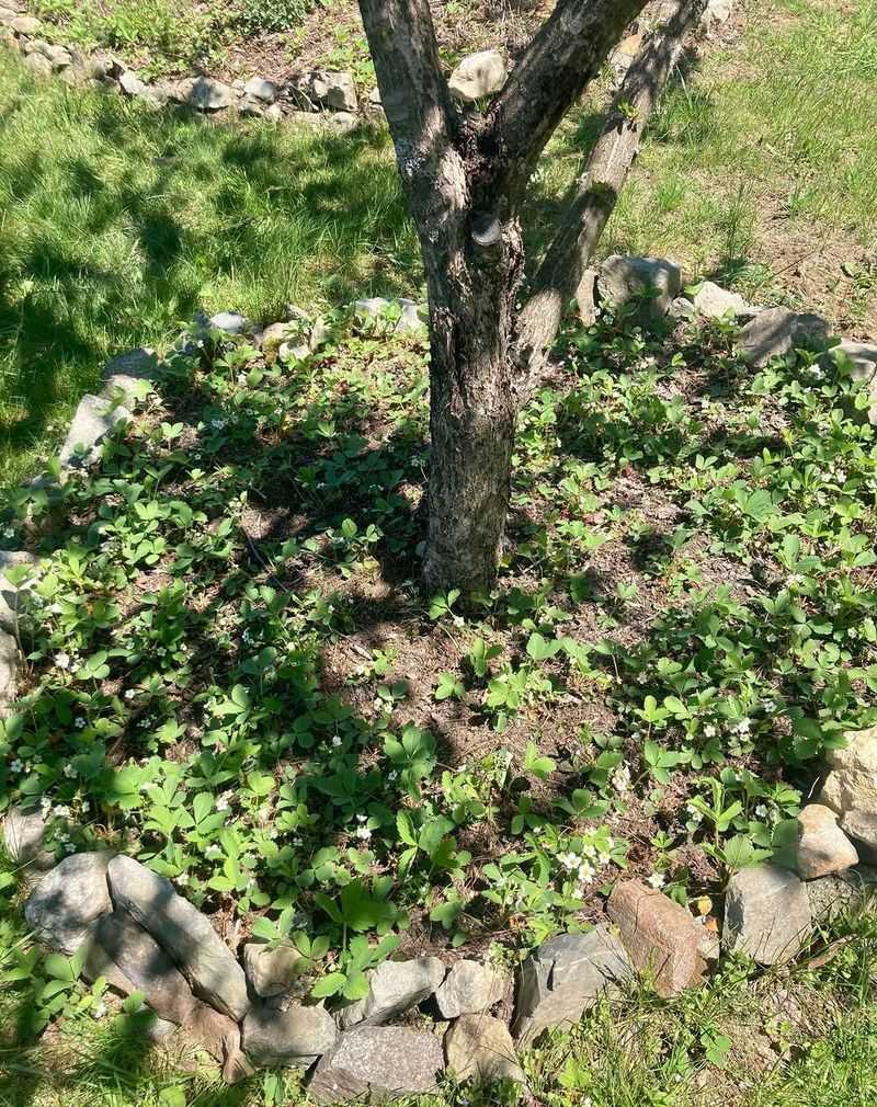 It Handles Sun And Partial Shade Better Than Many Ground Covers
