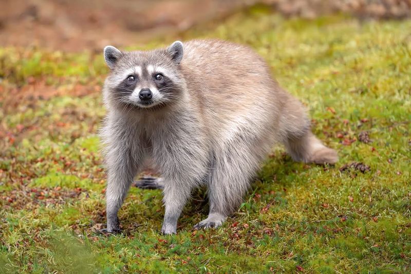It Has Learned Your Yard Is Low-Risk
