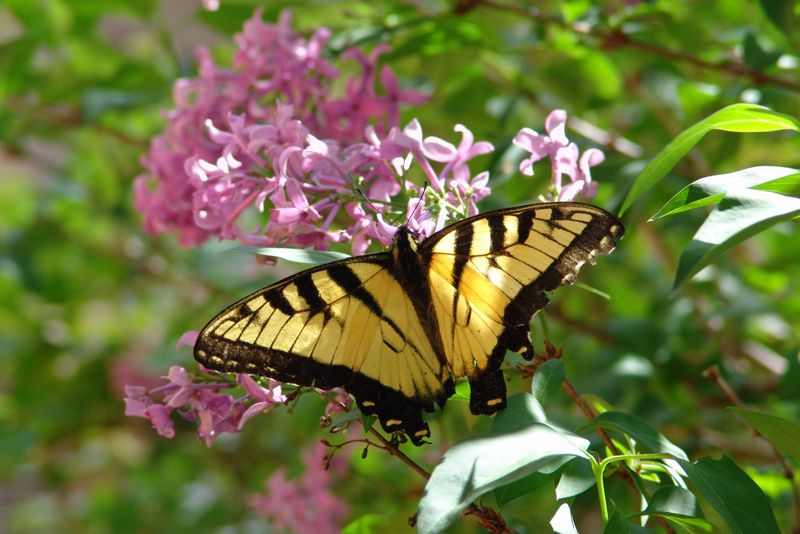 It Is An Ecological Compliment, Not A Mystical Sign