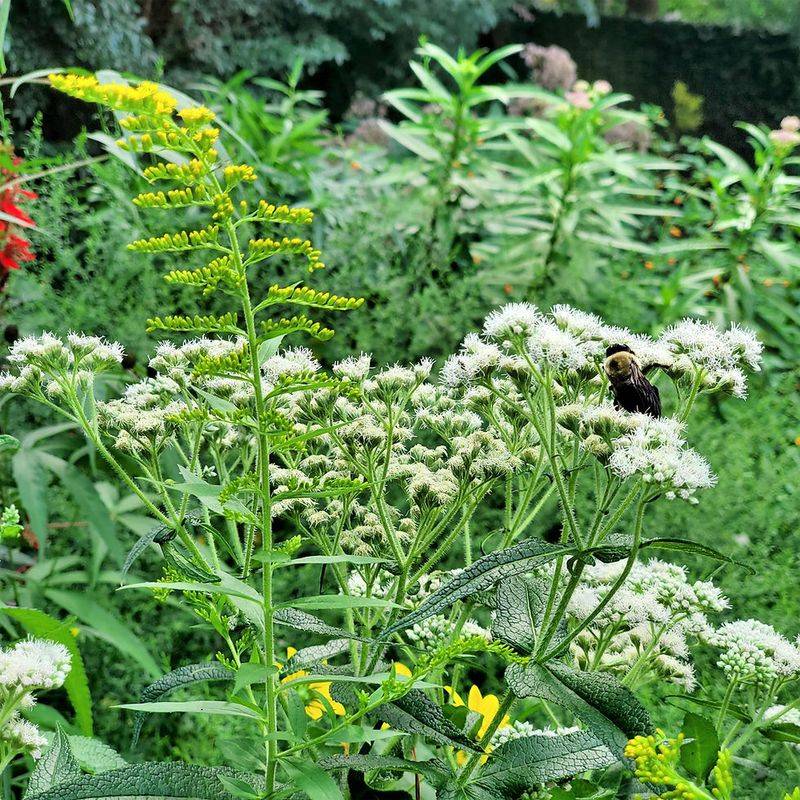 It Is Better As Part Of A Garden Strategy It Is Better As Part Of A Garden Strategy